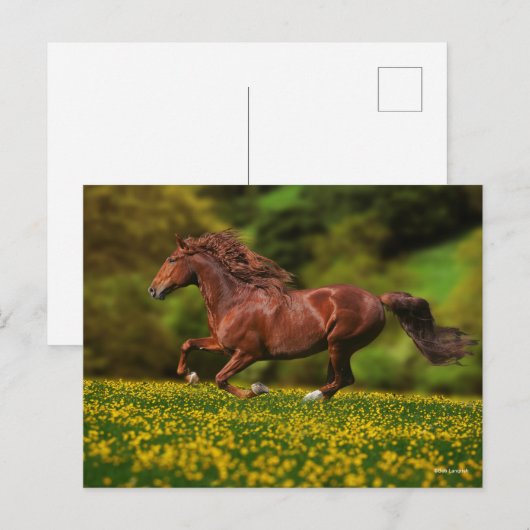 Chestnut Lusitano met boterbekertjes Briefkaart (Voorkant / Achterkant)