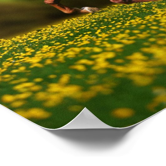 Chestnut Lusitano met boterbekertjes Poster (Hoek)