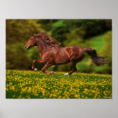 Chestnut Lusitano met boterbekertjes Poster (Voorkant)