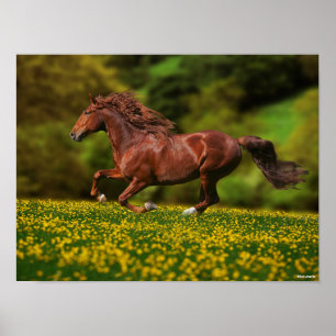 Chestnut Lusitano met boterbekertjes Poster