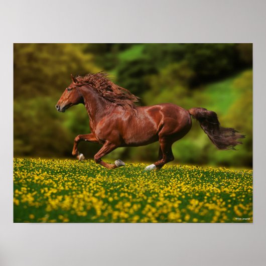 Chestnut Lusitano met boterbekertjes Poster (Voorkant)