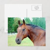 Chestnut Mare Briefkaart (Voorkant / Achterkant)