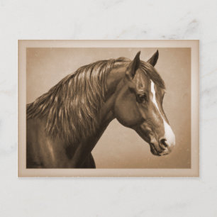 Chestnut Morgan Horse in Sepia Briefkaart
