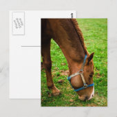 Chestnut na de geboorte briefkaart (Voorkant / Achterkant)