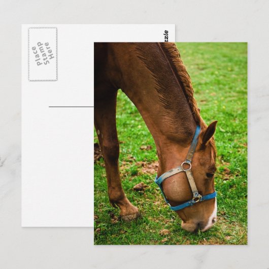 Chestnut na de geboorte briefkaart (Voorkant / Achterkant)