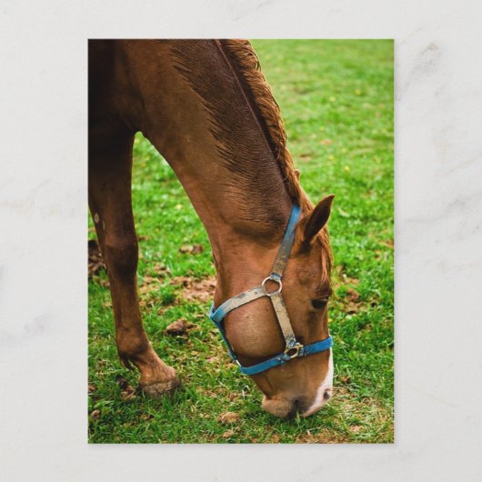 Chestnut na de geboorte briefkaart (Voorkant)