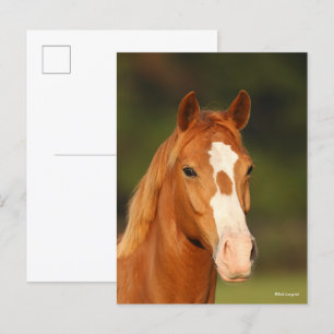 Chestnut Oldenburg Cross Welsh Headshot Briefkaart