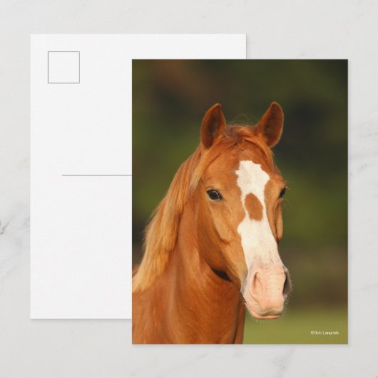 Chestnut Oldenburg Cross Welsh Headshot Briefkaart (Voorkant / Achterkant)