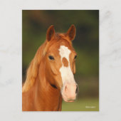 Chestnut Oldenburg Cross Welsh Headshot Briefkaart (Voorkant)