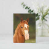 Chestnut Oldenburg Cross Welsh Headshot Briefkaart (Staand voorkant)