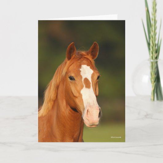 Chestnut Oldenburg Cross Welsh Headshot Kaart (Voorkant)