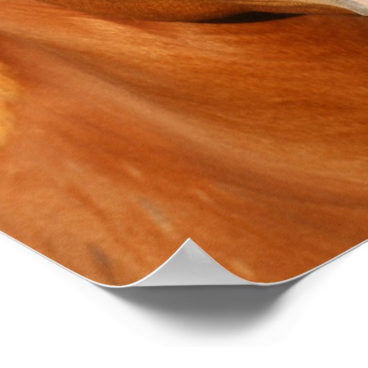 Chestnut Oldenburg Cross Welsh Headshot Poster (Hoek)