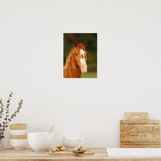Chestnut Oldenburg Cross Welsh Headshot Poster (Keuken)