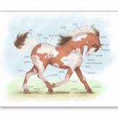 Chestnut Overo Skewbald Paard Anatomie Grafiek Sticker (Voorkant)