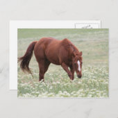 Chestnut paard in Briefkaart ter plaatse (Voorkant / Achterkant)