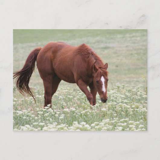 Chestnut paard in Briefkaart ter plaatse (Voorkant)