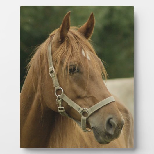 Chestnut paard in een veld fotoplaat (Voorkant)