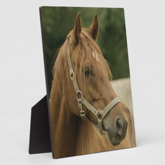 Chestnut paard in een veld fotoplaat (Zijkant)