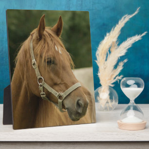 Chestnut paard in een veld fotoplaat