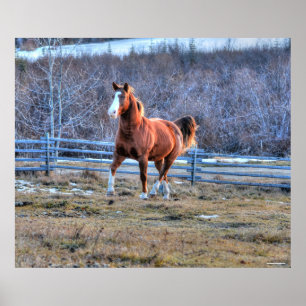 Chestnut Paarten die een heuvelfoto draaien Poster