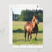 Chestnut Paarten, permanent Briefkaart (Voorkant / Achterkant)