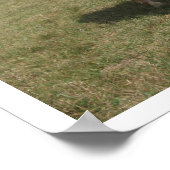 Chestnut Pasture Grazing Poster (Hoek)