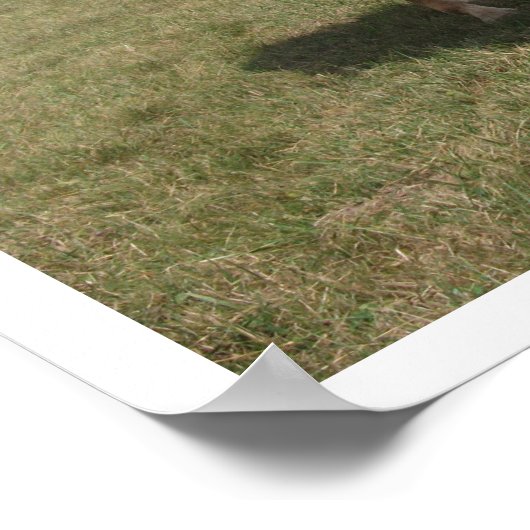 Chestnut Pasture Grazing Poster (Hoek)