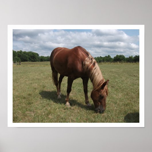 Chestnut Pasture Grazing Poster (Voorkant)
