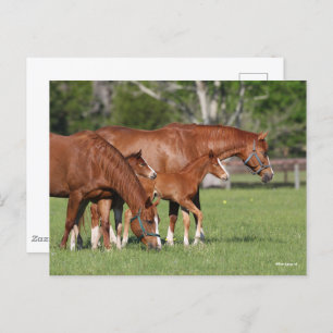 Chestnut Quarter Horse Mares and Foals Briefkaart