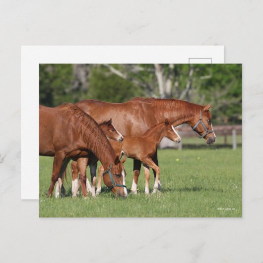 Chestnut Quarter Horse Mares and Foals Briefkaart (Voorkant / Achterkant)