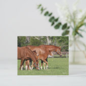 Chestnut Quarter Horse Mares and Foals Briefkaart (Staand voorkant)