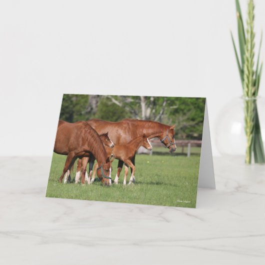 Chestnut Quarter Horse Mares and Foals Kaart (Voorkant)