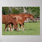 Chestnut Quarter Horse Mares and Foals Poster (Voorkant)