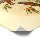 Chestnut Red Flycatcher Bird  Print (Hoek)