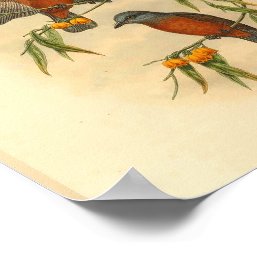 Chestnut Red Flycatcher Bird  Print (Hoek)