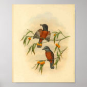 Chestnut Red Flycatcher Bird  Print (Voorkant)
