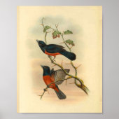 Chestnut Red Flycatcher Bird  Print (Voorkant)