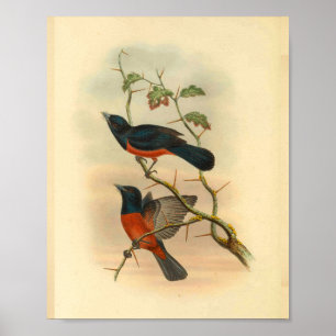 Chestnut Red Flycatcher Bird  Print