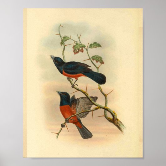 Chestnut Red Flycatcher Bird  Print (Voorkant)