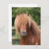 Chestnut Shetland Pony Stallion headshot Briefkaart (Voorkant / Achterkant)