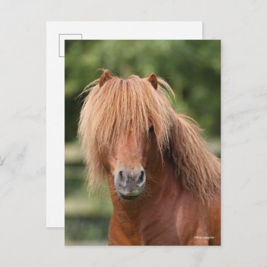 Chestnut Shetland Pony Stallion headshot Briefkaart (Voorkant / Achterkant)