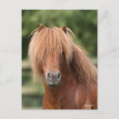 Chestnut Shetland Pony Stallion headshot Briefkaart (Voorkant)