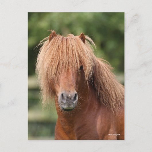 Chestnut Shetland Pony Stallion headshot Briefkaart (Voorkant)