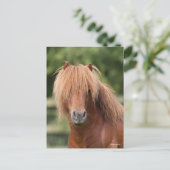 Chestnut Shetland Pony Stallion headshot Briefkaart (Staand voorkant)
