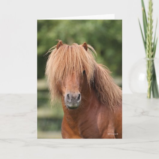 Chestnut Shetland Pony Stallion headshot Kaart (Voorkant)