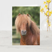 Chestnut Shetland Pony Stallion headshot Kaart (Gele Bloem)