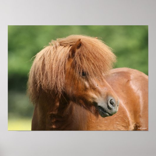 Chestnut Shetland Pony Stallion Headshot Poster (Voorkant)