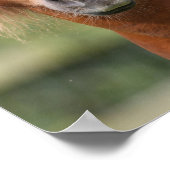 Chestnut Shetland Pony Stallion headshot Poster (Hoek)