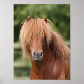 Chestnut Shetland Pony Stallion headshot Poster (Voorkant)
