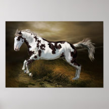 Chestnut Splash Lijst Tovero Paint Horse